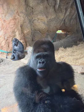 恩賜上野動物園に投稿された画像（2026/9/29）