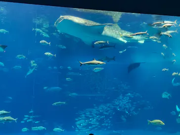 沖縄美ら海水族館に投稿された画像（2026/9/29）