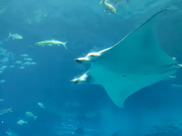 沖縄美ら海水族館に投稿された画像（2026/9/29）
