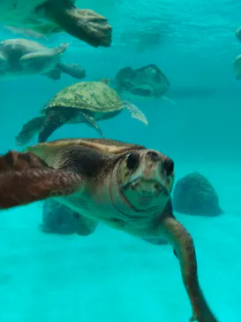 沖縄美ら海水族館に投稿された画像（2026/9/29）