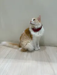 Cat Café MOFF グランベリーパーク店に投稿された画像（2026/9/29）