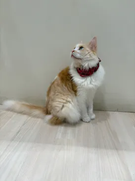 Cat Café MOFF グランベリーパーク店に投稿された画像（2026/9/29）