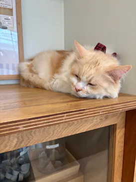 Cat Café MOFF グランベリーパーク店に投稿された画像（2026/9/29）