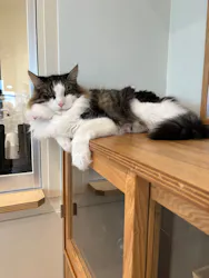 Cat Café MOFF グランベリーパーク店に投稿された画像（2026/9/29）