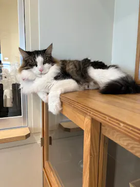 Cat Café MOFF グランベリーパーク店に投稿された画像（2026/9/29）
