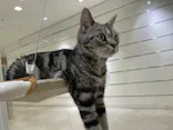 Cat Café MOFF 静岡PARCO店に投稿された画像（2026/9/29）