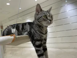 Cat Café MOFF 静岡PARCO店に投稿された画像（2026/9/29）