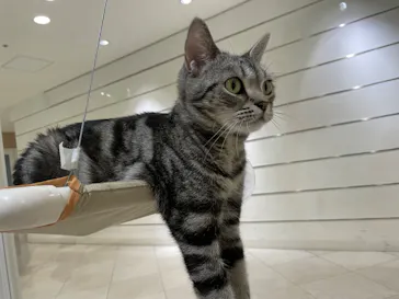 Cat Café MOFF 静岡PARCO店に投稿された画像（2026/9/29）