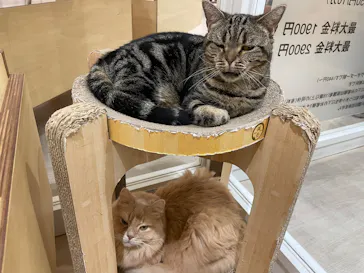 Cat Café MOFF 静岡PARCO店に投稿された画像（2026/9/29）