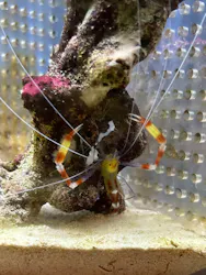すさみ町立エビとカニの水族館に投稿された画像（2026/9/20）