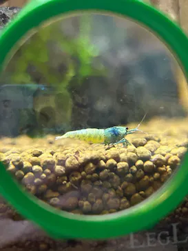 すさみ町立エビとカニの水族館に投稿された画像（2026/9/20）