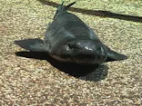 アクアワールド茨城県大洗水族館に投稿された画像（2026/9/29）