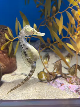 アクアワールド茨城県大洗水族館に投稿された画像（2026/9/29）