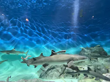 アクアワールド茨城県大洗水族館に投稿された画像（2026/9/29）