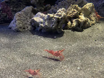 アクアワールド茨城県大洗水族館に投稿された画像（2026/9/29）