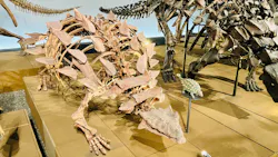福井県立恐竜博物館に投稿された画像（2026/9/29）