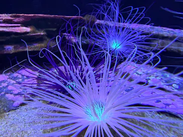 AQUARIUM × ART　atoaに投稿された画像（2026/9/29）