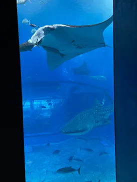 沖縄美ら海水族館に投稿された画像（2026/9/29）
