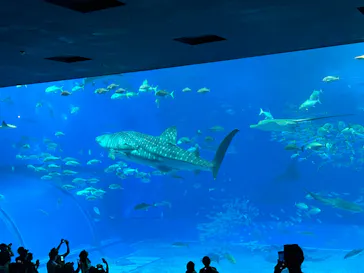 沖縄美ら海水族館に投稿された画像（2026/9/29）