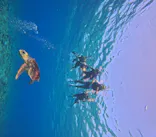 Sea World（シーワールド）に投稿された画像（2026/9/30）