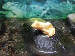 越前松島水族館に投稿された画像（2026/9/30）