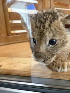 秋吉台自然動物公園 サファリランドに投稿された画像（2026/9/30）