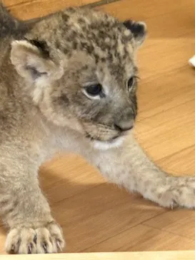 秋吉台自然動物公園 サファリランドに投稿された画像（2026/9/30）