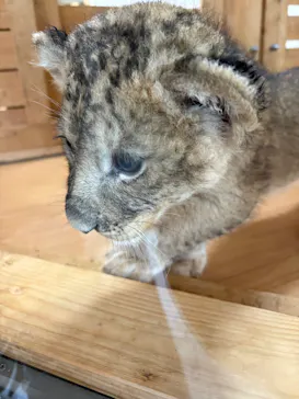 秋吉台自然動物公園 サファリランドに投稿された画像（2026/9/30）