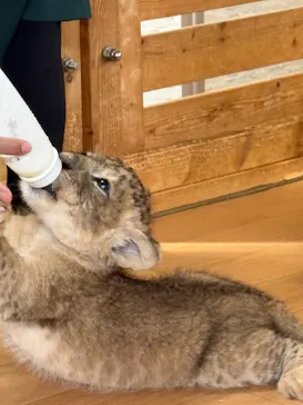 秋吉台自然動物公園 サファリランドに投稿された画像（2026/9/30）