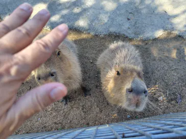 しろとり動物園に投稿された画像（2026/9/30）