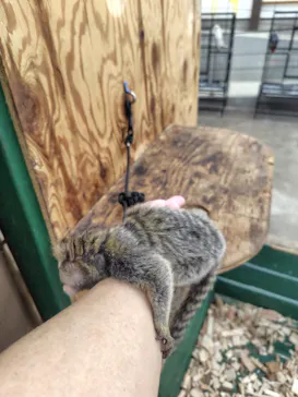 しろとり動物園に投稿された画像（2026/9/30）