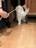 猫カフェモカ　池袋東口店に投稿された画像（2026/9/30）