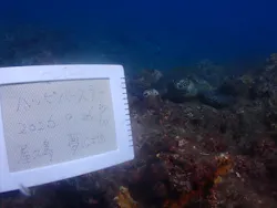 屋久島ダイビングガイド夢心地に投稿された画像（2026/9/30）