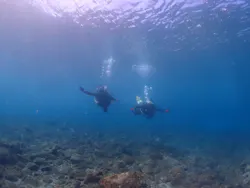 屋久島ダイビングガイド夢心地に投稿された画像（2026/9/30）