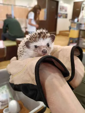 カワウソカフェ®️HARRY浅草店に投稿された画像（2026/9/30）