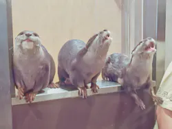 カワウソカフェ®️HARRY浅草店に投稿された画像（2026/9/30）