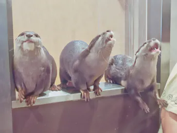 カワウソカフェ®️HARRY浅草店に投稿された画像（2026/9/30）