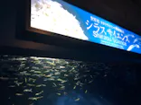 新江ノ島水族館に投稿された画像（2026/9/30）