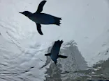 サンシャイン水族館に投稿された画像（2026/10/1）