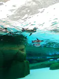 天王寺動物園に投稿された画像（2026/10/1）