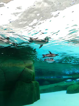 天王寺動物園に投稿された画像（2026/10/1）