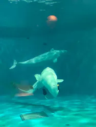 島根県立 しまね海洋館に投稿された画像（2026/10/1）