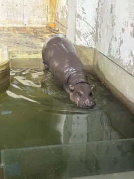 いしかわ動物園に投稿された画像（2026/10/1）