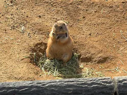 いしかわ動物園に投稿された画像（2026/10/1）