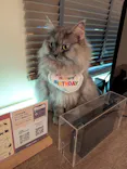 猫カフェモカ　池袋東口店に投稿された画像（2026/10/1）