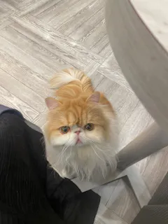 猫カフェモカ アルシェ大宮店／口コミ一覧｜アソビュー！