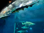 アクアワールド茨城県大洗水族館に投稿された画像（2026/10/1）