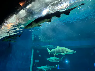 アクアワールド茨城県大洗水族館に投稿された画像（2026/10/1）