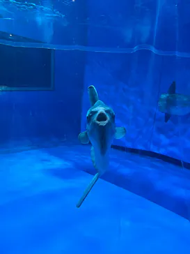 アクアワールド茨城県大洗水族館に投稿された画像（2026/10/1）