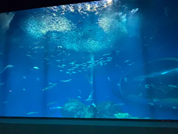 アクアワールド茨城県大洗水族館に投稿された画像（2026/10/1）
